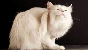 Cat blchy v byte: ako sa zbaviť nevincovitých hostí